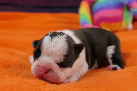 Boston Terrier  Chiot 3 Sweeties Doggies photo 2