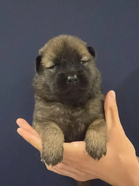 Eurasier  Purple Du Royaume D'Ebène