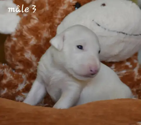 Bull Terrier photo 2