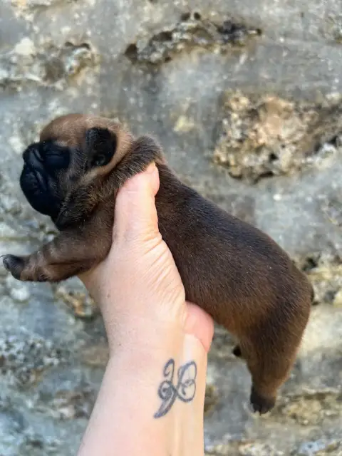 Bouledogue Français  Big Boss The Kingdom Of The Litt ce936
