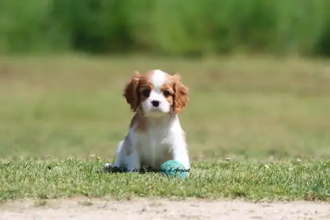 Cavalier King Charles Spaniel  Bess De La Bergerie D' 85e7a photo 2