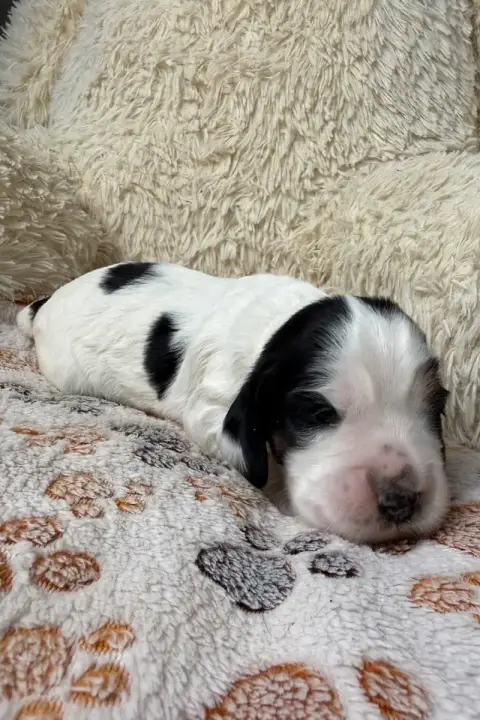 Cocker Spaniel Anglais  Chiot 2 Des Moulins Etoilés aad5c
