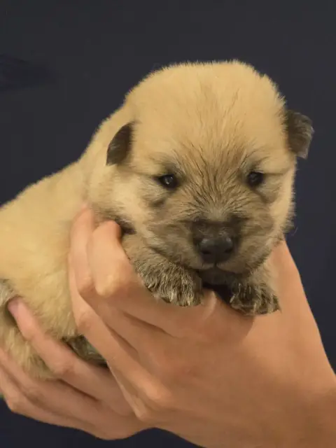 Eurasier  Yellow Du Royaume D'Ebène