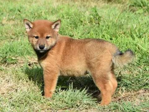 Shiba photo 3