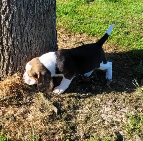 Beagle  Benhur Des Marais De Courmont photo 3