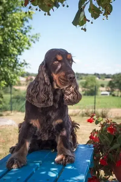 Cocker Spaniel Anglais photo 2