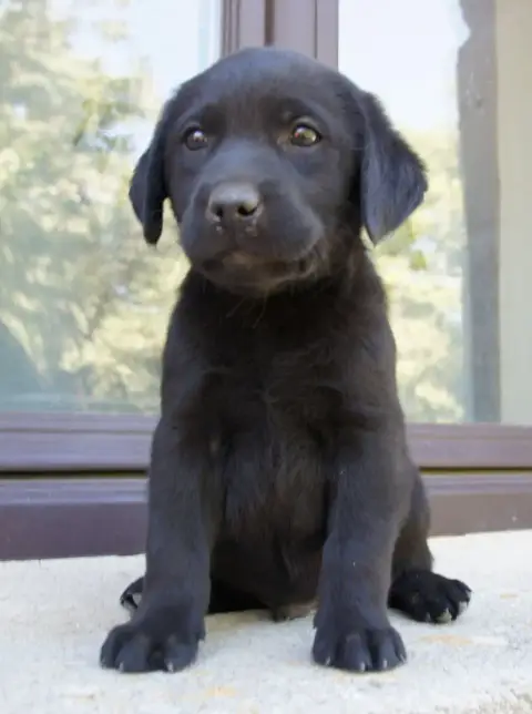 Labrador Retriever  Mn8 Des Assards De Pierregourde b8b5c