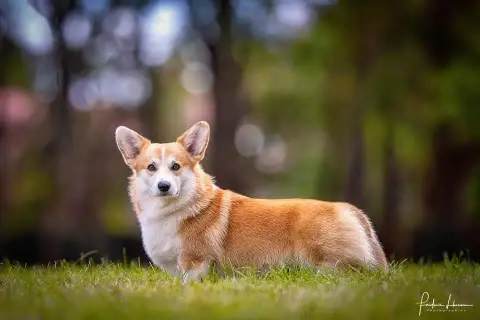 Welsh Corgi Pembroke  Brioche Tartinée Au Chocolat No 4f92c photo 2