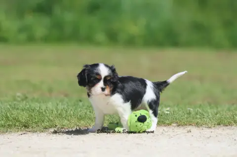 Cavalier King Charles Spaniel  Baloo De La Bergerie D 82340
