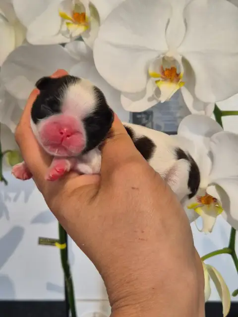 Shih Tzu  Chiot N°5 De La Plaine Du Jaelma