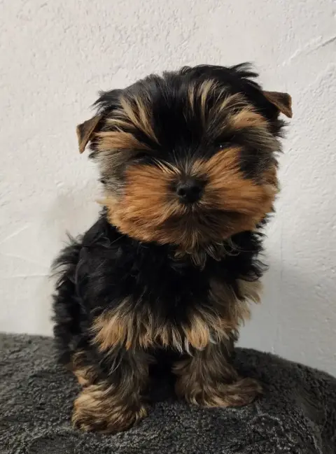 Yorkshire Terrier  Chiot N°1 Du Rocher De Sylëam photo 2