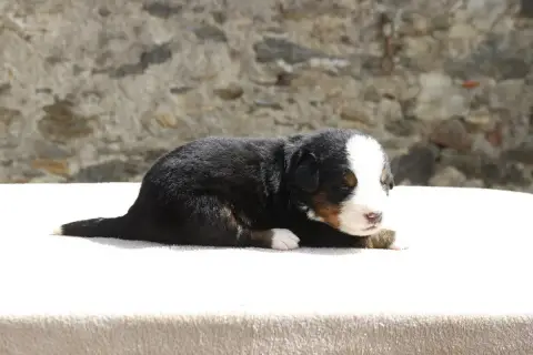 Bouvier Bernois  Chiot 2 De La Vallée De L'Hyrome