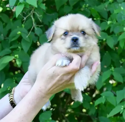 Epagneul Tibetain  Chiot N°1 De Dame Nature photo 3