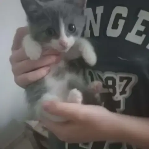 Chat Philou À L Adoption
