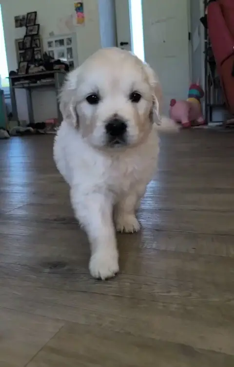 Golden Retriever  Bébé 3 Des Pimouchouck'S photo 2
