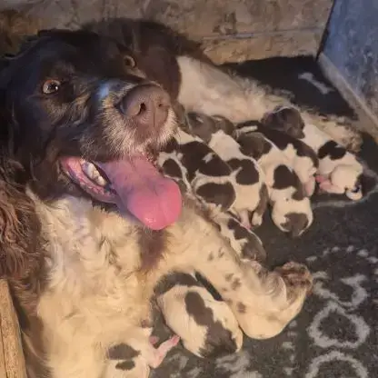 Chiots Springer Spaniel Lof