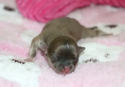 Chihuahua  Chiot N°4 Voxel Ux