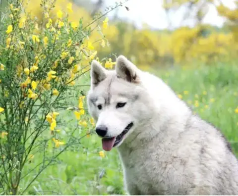 Siberian Husky  Boomer Of The Northern Moon photo 3
