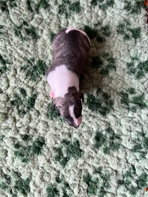 Whippet  B Des Terres De Pag