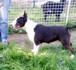 Bull Terrier  N1 Fem Bringee D'Emiloliv photo 3