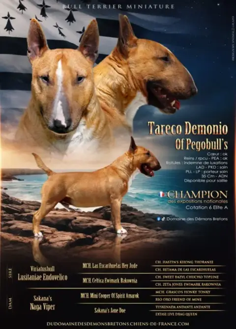 Bull Terrier Miniature photo 2