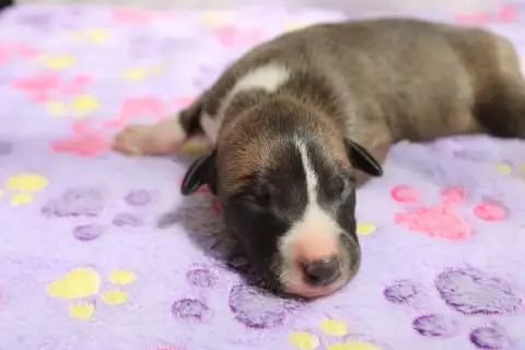 Whippet  Baladin Enchanté Des Filles D'Eole