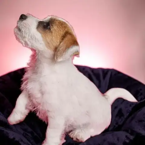 Jack Russell Terrier Tempérament Zen