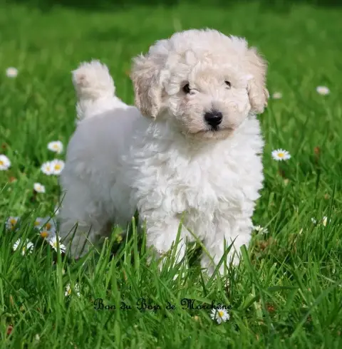 Caniche  Boo Du Bois De Morchène