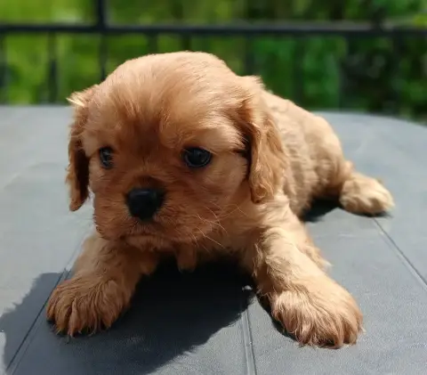 Cavalier King Charles Spaniel  Chiot N°1 Des Merveill d2659
