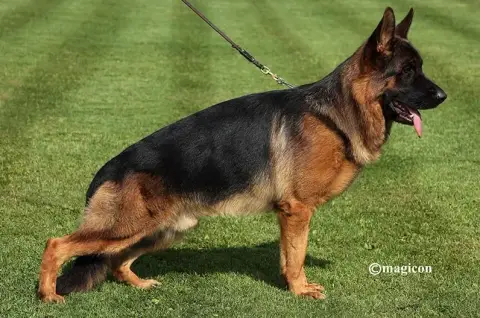 Berger Allemand  Chiot N°1 De La Citée Des Orchidées cf94d photo 2
