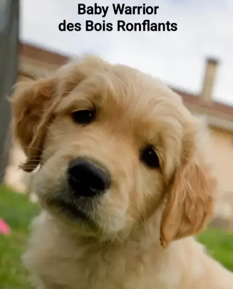 Golden Retriever  Baby Warrior Des Bois Ronflants photo 2