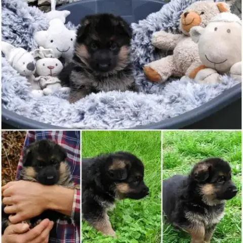 Adorables Chiots Berger Allemand Lof