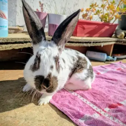 Lapin