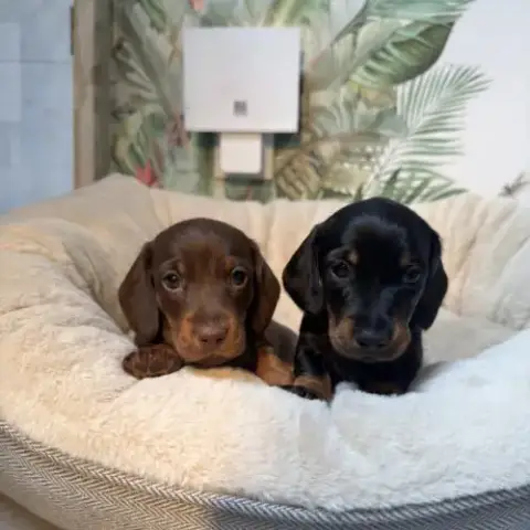 Chiots Teckel Nain/Kaninchen Lof