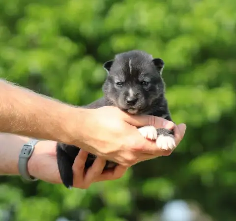 Siberian Husky  Buffy Of Masadora