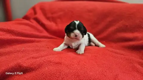 Cavalier King Charles Spaniel  Chiot N°5 Du Bois De M 8fe5b