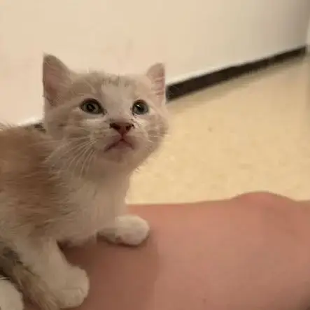 Chat Bijou À La Réservation