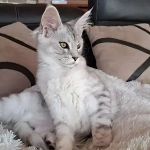 Male Maine Coon