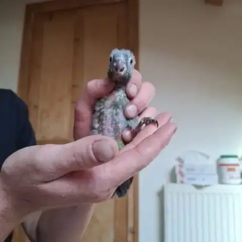 Conure Hybrides