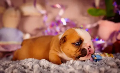 Bulldog Anglais  Born To Be Wild De La Lune Sombre photo 2