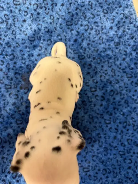 Dalmatien  Chiot N°7 Valma'S Signature photo 2