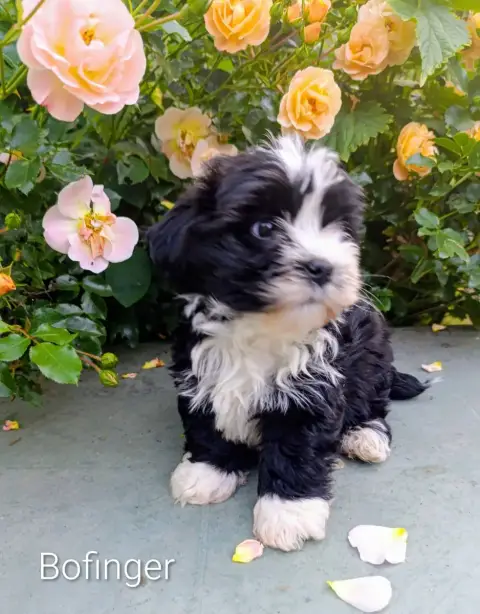 Bichon Havanais  Bofinger Coeur De Masaï Coeur De Mas 835e7