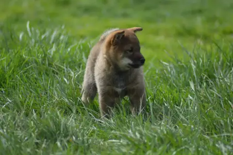 Shiba  Chiot 3 Sumidagawasou photo 2