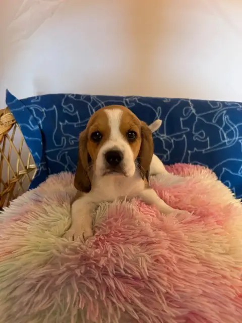 Beagle  Barbie Du Hameau De Roxane