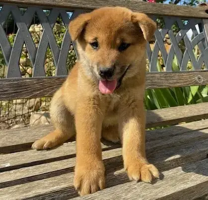 Shiba  Bolt Des Felicuncan