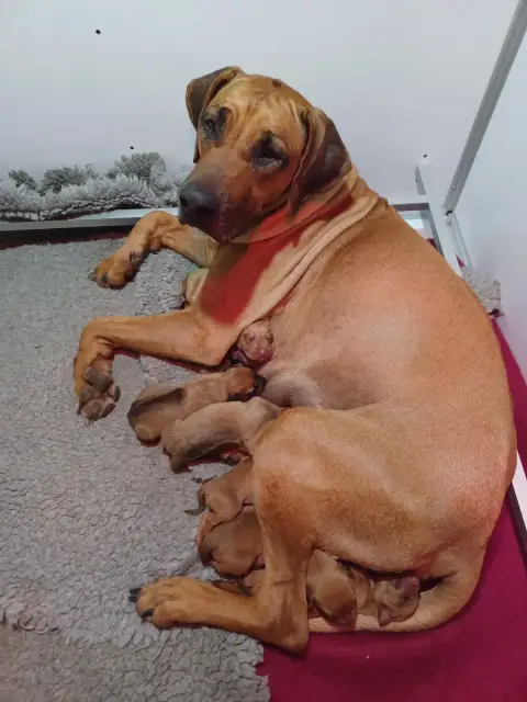 Rhodesian Ridgeback  Chiot N°7 Brouman