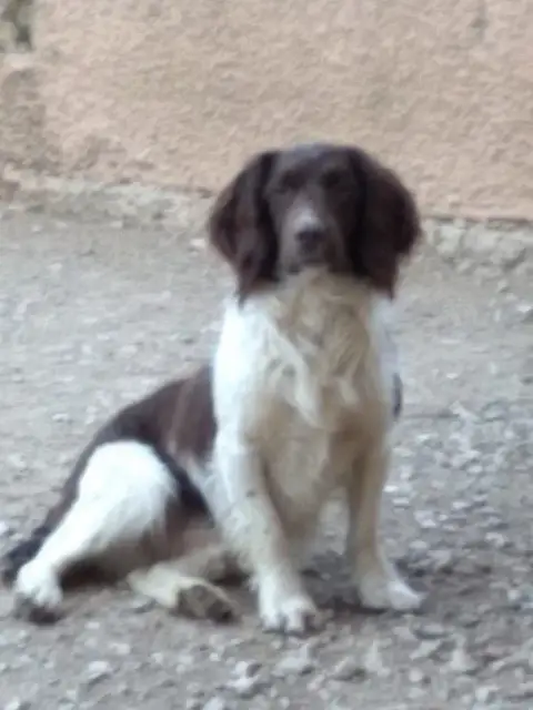 English Springer Spaniel  Chiot N°3 De Torlhak photo 3
