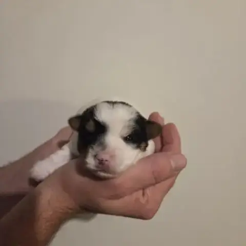 Chiot Yorkshire Biewer