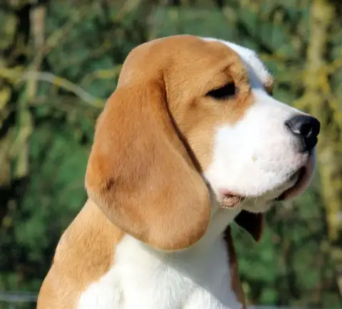 Beagle  Chiot N°3 Des Meneurs D'Ariege photo 3