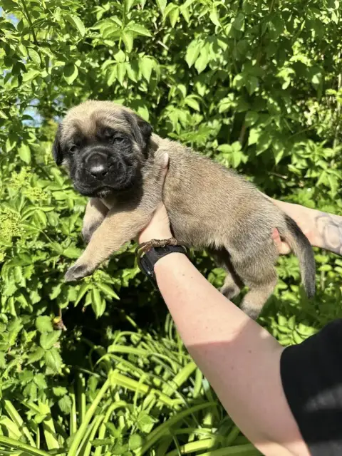 Mastiff  Marron De L'Arche De Jovie